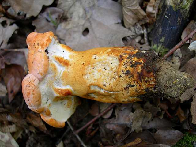 2005 :  Un anno di funghi